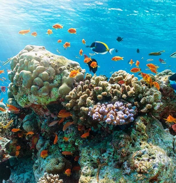 Caye Diving – Laughing Bird or Silk Caye