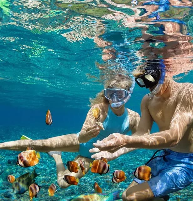 Caye Snorkel – Silk or Laughing Bird